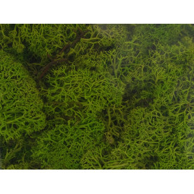 Mousse lichen islandais vert de mai 250 grammes - HEKI 3230